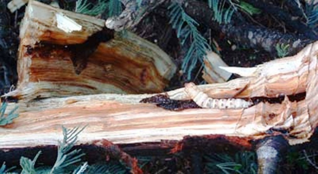 Grub  after being exposed in tree branch - Tasmanian feature © Carl Hyland